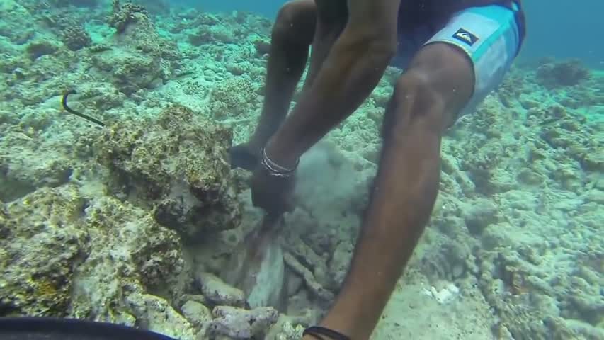 A Big Octopus Catch Off the Yucatán Peninsula