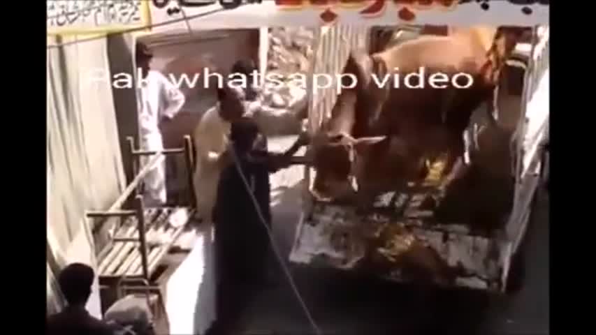 Cow runaway 2016 compilation