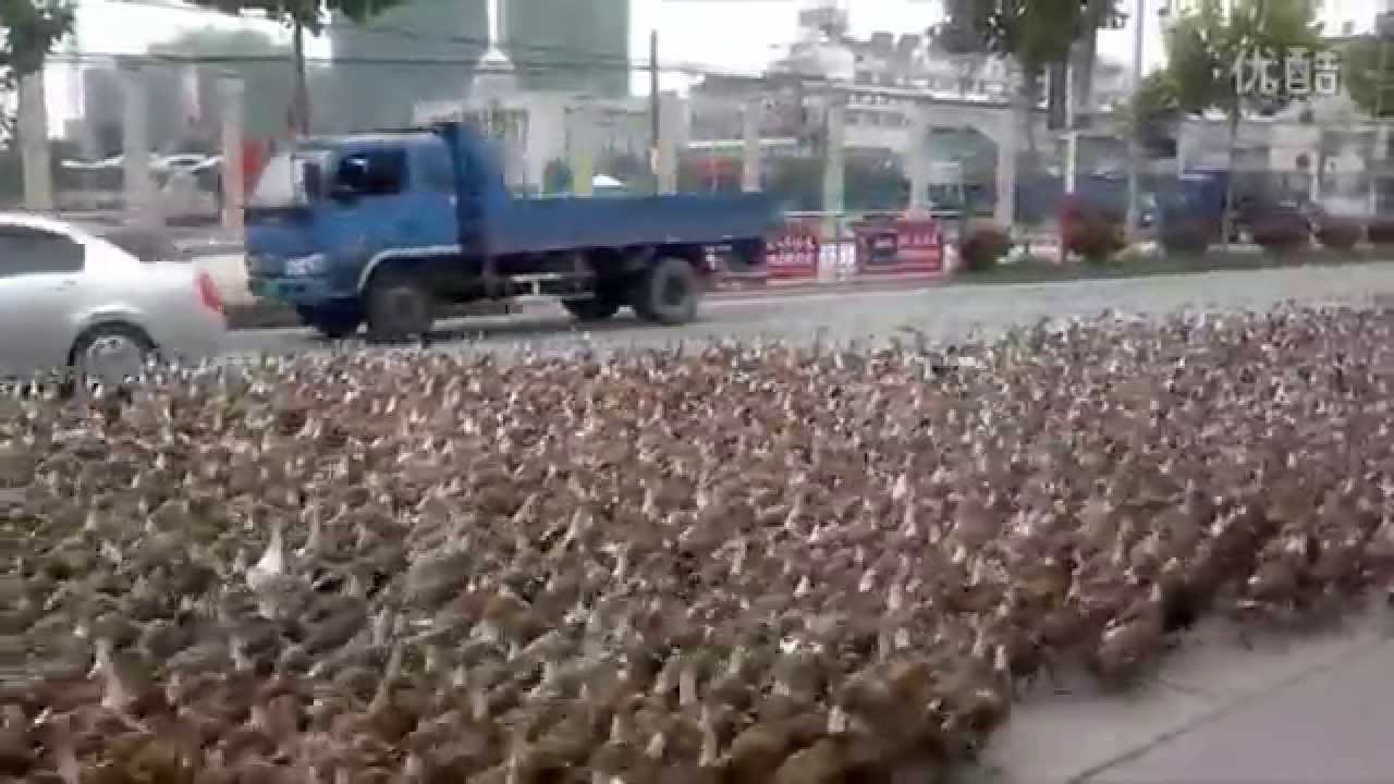 Taizhou farmer takes 5,000 ducks for a walk  That's Mags
