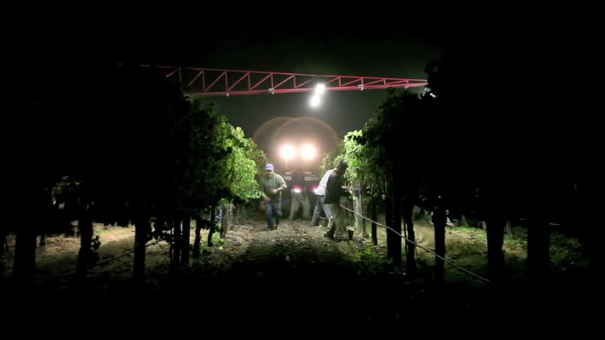 Night harvest, harvesting Merlot grapes for Jordan- Garden Creek Ranch, Alexander Valley