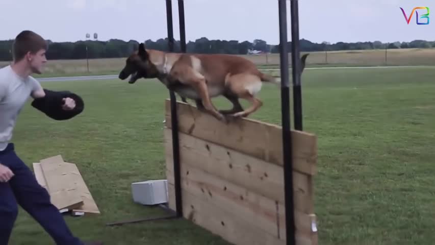 Extreme Trained & Disciplined Malinois Dogs