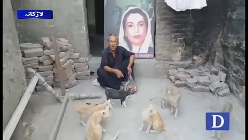 85 year-old man feeding hungry cats in Larkana