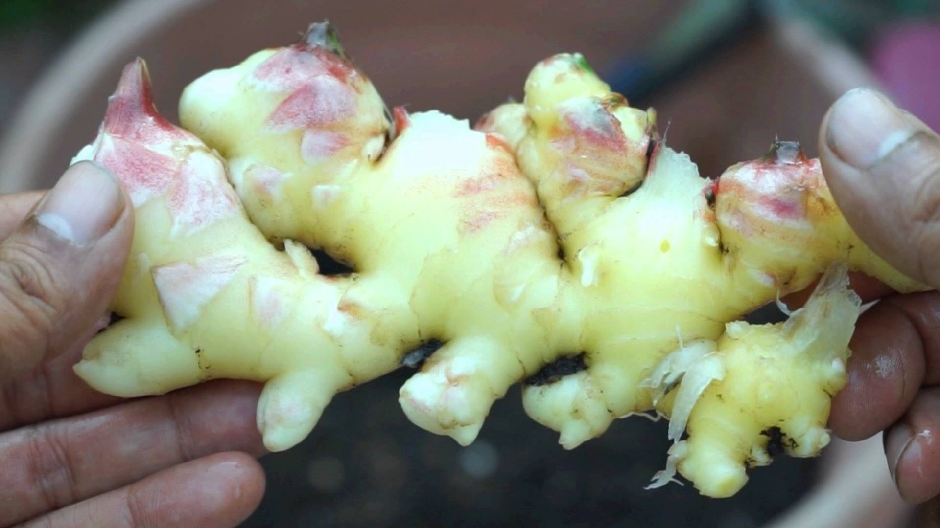 Two Ways To Plant & Grow Ginger