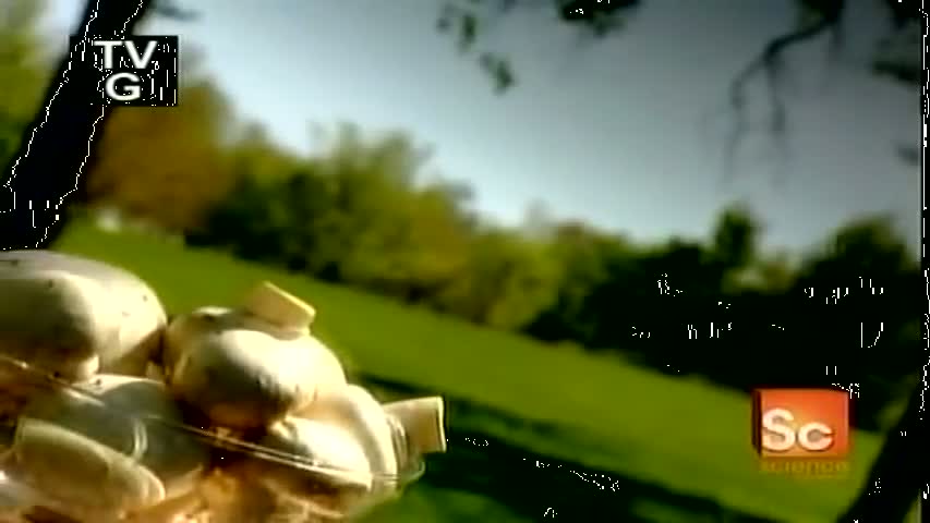 How It's Made Mushrooms