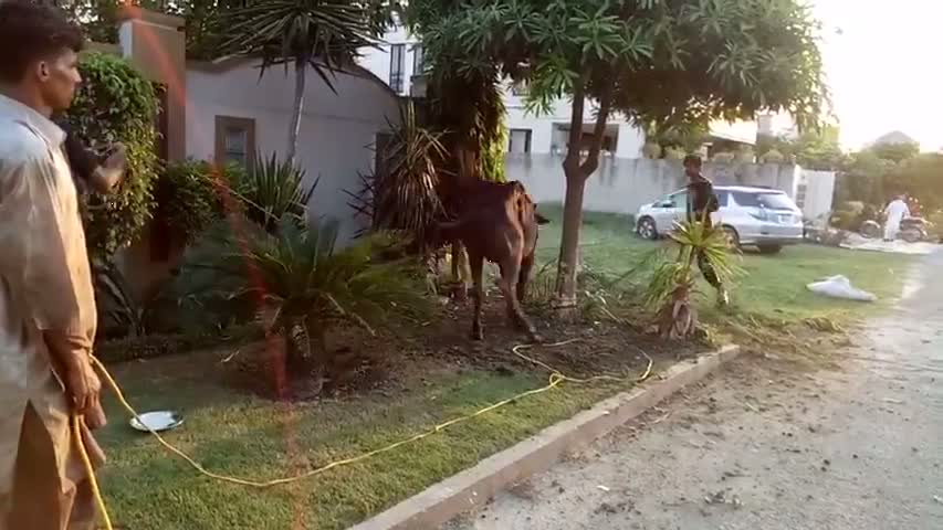 Shyd Galat ho me mgr ye Qurbani nii Shikkar Hai 