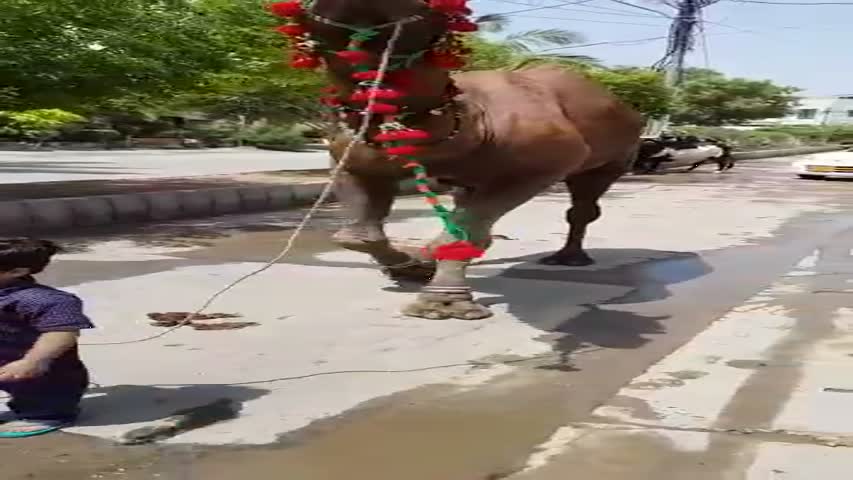 Noman Bhai Ka Camel He Doston