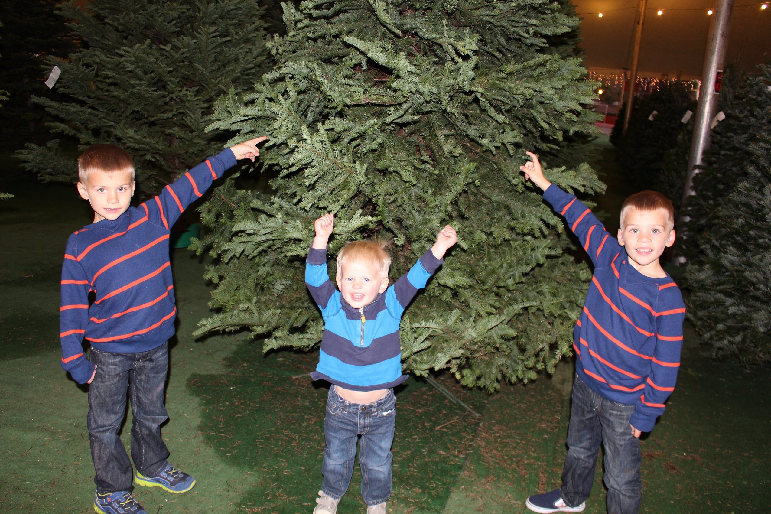 Picking the Perfect Christmas Tree
