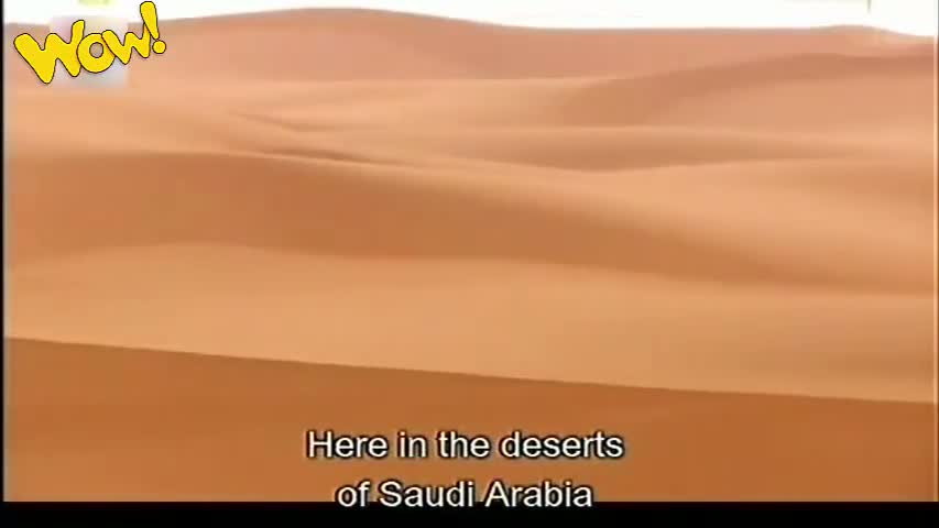 Megafactories Almarai -- Milk Factory in Saudi Arabia -- National Geographic Channel Bangla