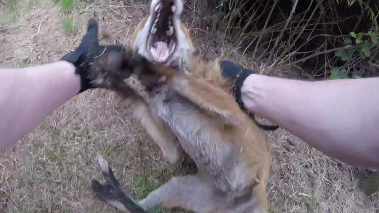 Howth Dog Attack FOX