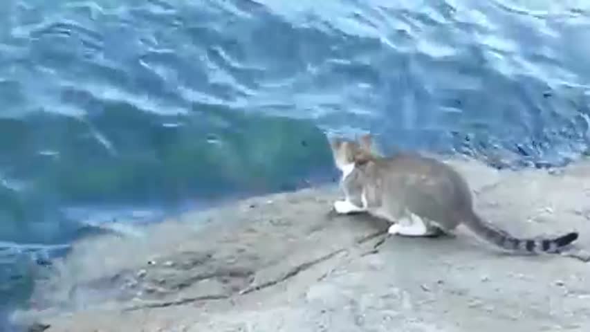 Clever Fishing Cat