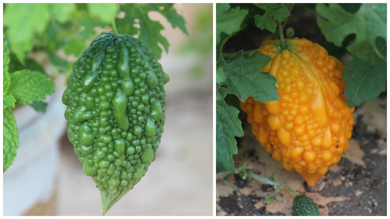 Growing Bitter Melon Or Bitter Gourd (Karela) - Terrace Garden