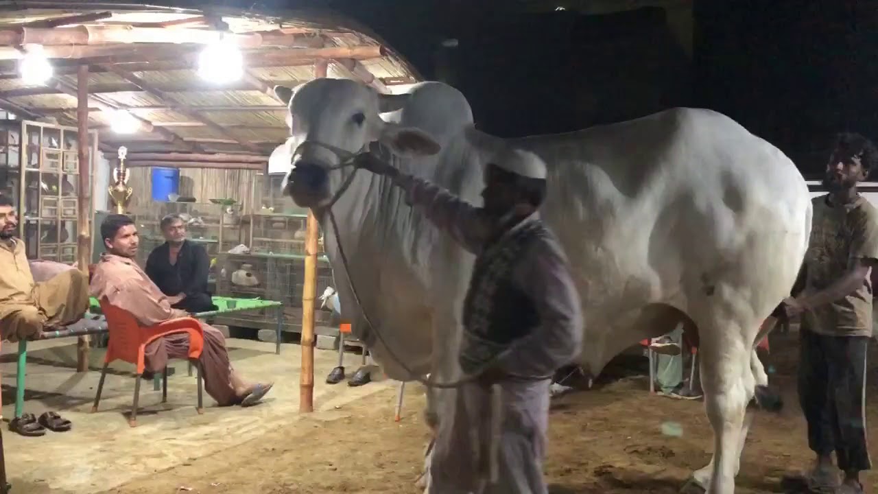 SIBI BHAGNARI IN KARACHI