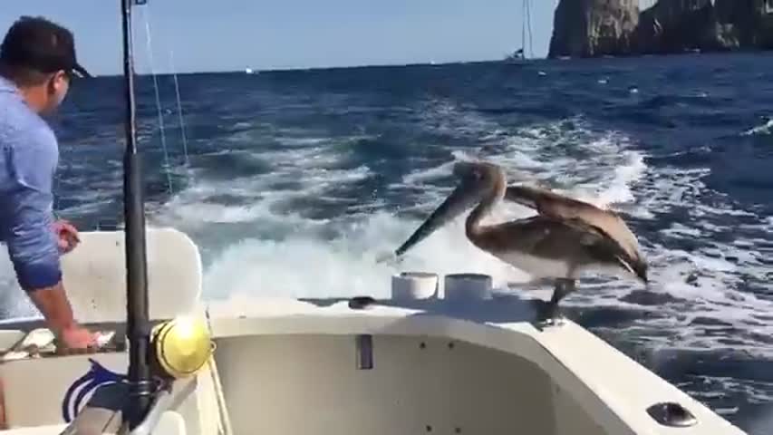sea lion and pelican get fed off back of boat