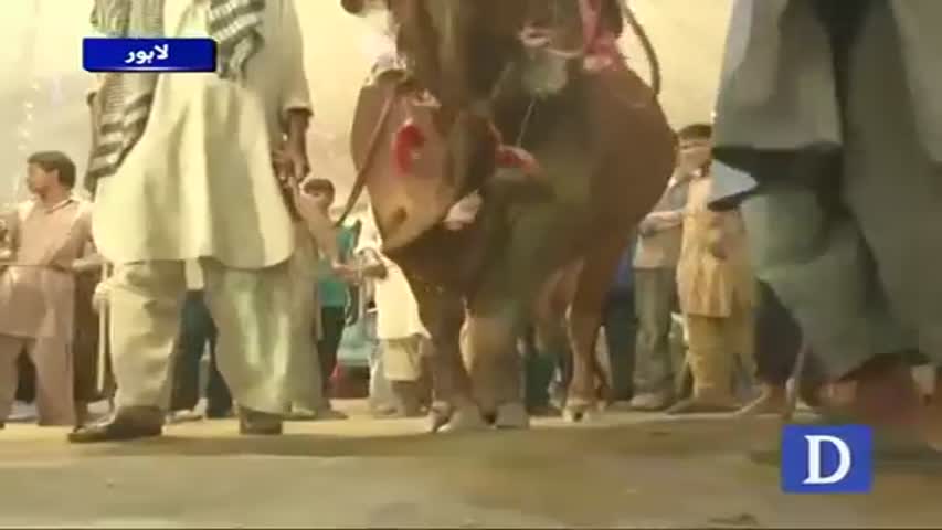 Obedient animals in Lahore cattle market