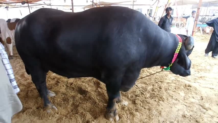 PAKISTANI MURRAH BUFFALO COW MANDI SOHRAB GOTH 2018 KARACHI