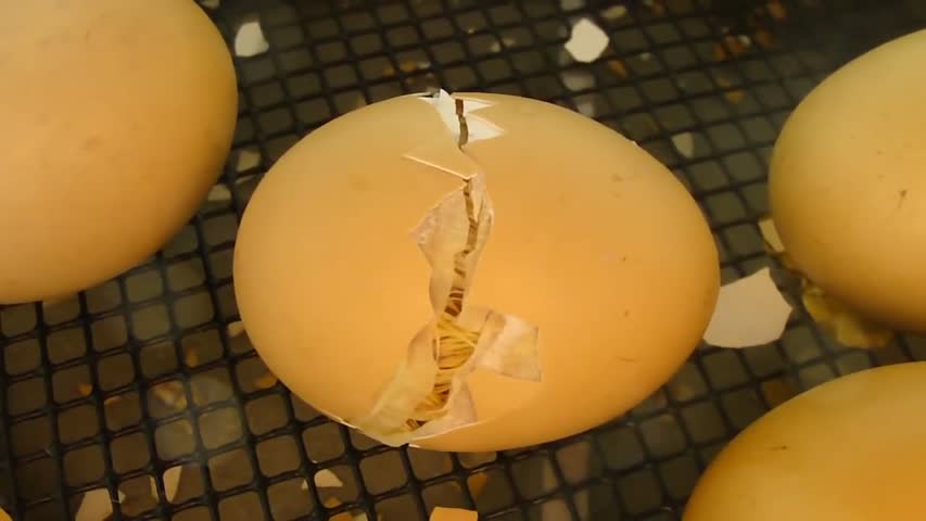 Newly Hatched Chicken _ Chick Hatching From Egg 
