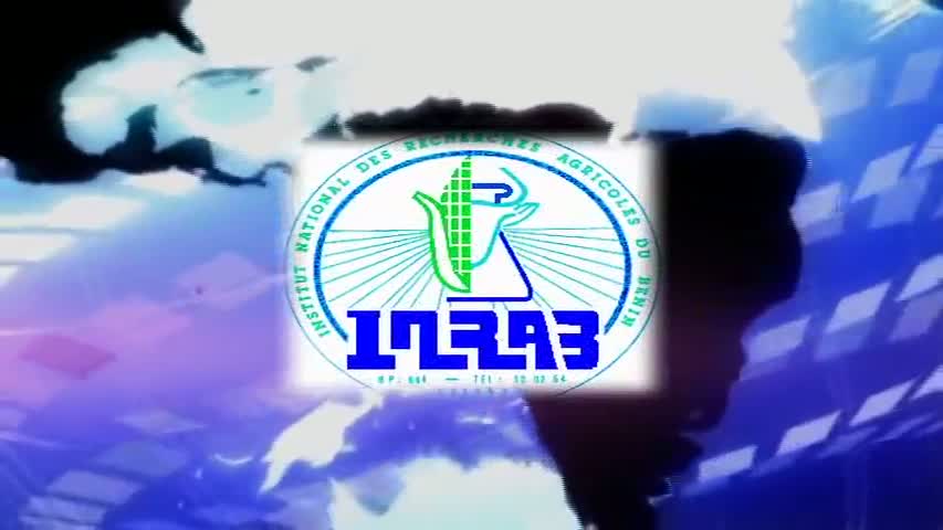 Programa Piña Orgánica