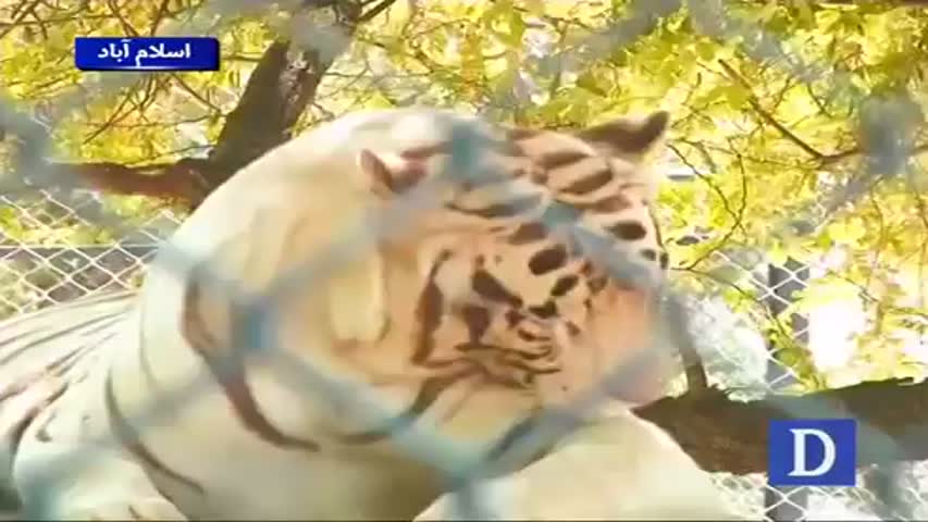 Beauty and 'Bhoot Bangla' in Rawalpindi picnic park