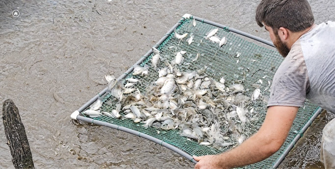 Netting fish in Costa Rica!/Vlog#7