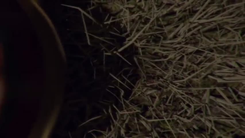 IN THE TALL GRASS- Psychological Horror Animation by Alexii Muftoll 