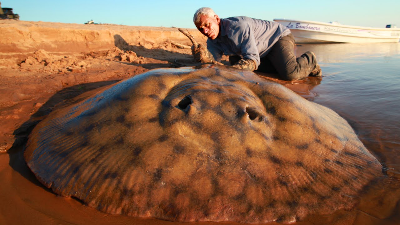 The Short Tailed River Stingray - River Monsters