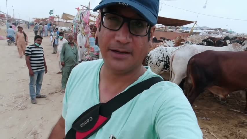 COW MANDI SOHRAB GOTH 2018 KARACHI