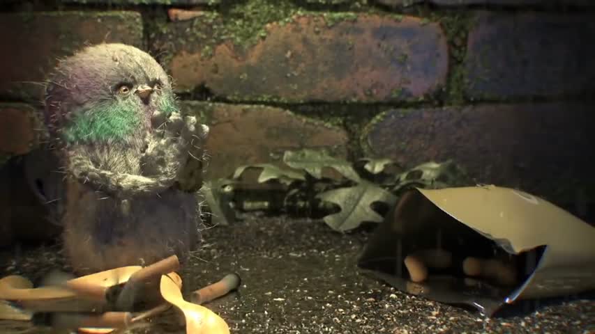 Pigeon Vs Robin Christmas- by Daniel Hope