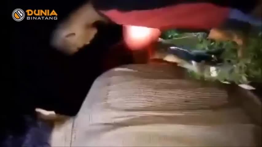 POOR MAN EATEN ALIVE BY GIANT PYTHON