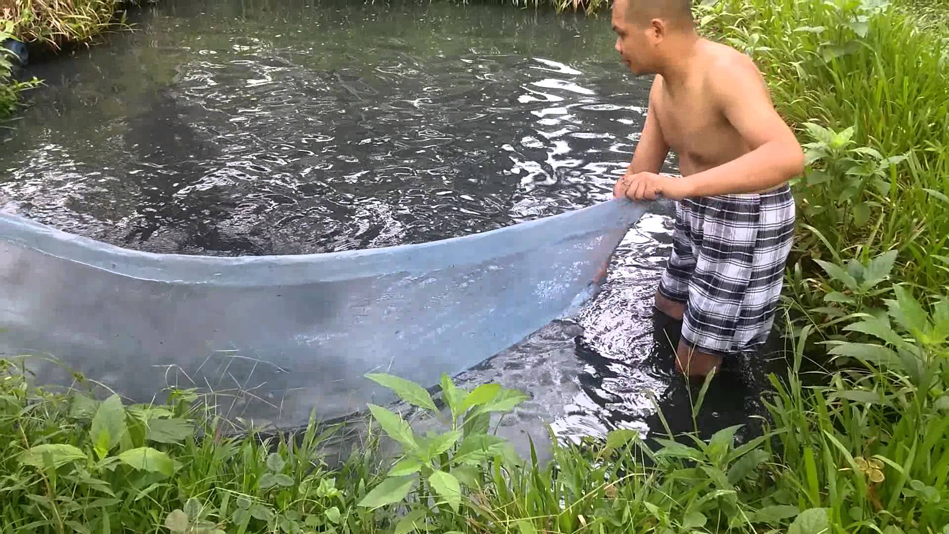 Tilapia Harvest on Biasong Cebu