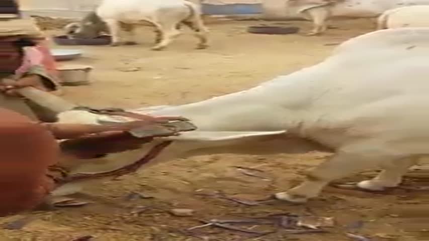 دھوکہ یا ڈیڑھ ہشیاری! کراچی میں قربانی کے جانوروں کی 'تیاری' کا عمل