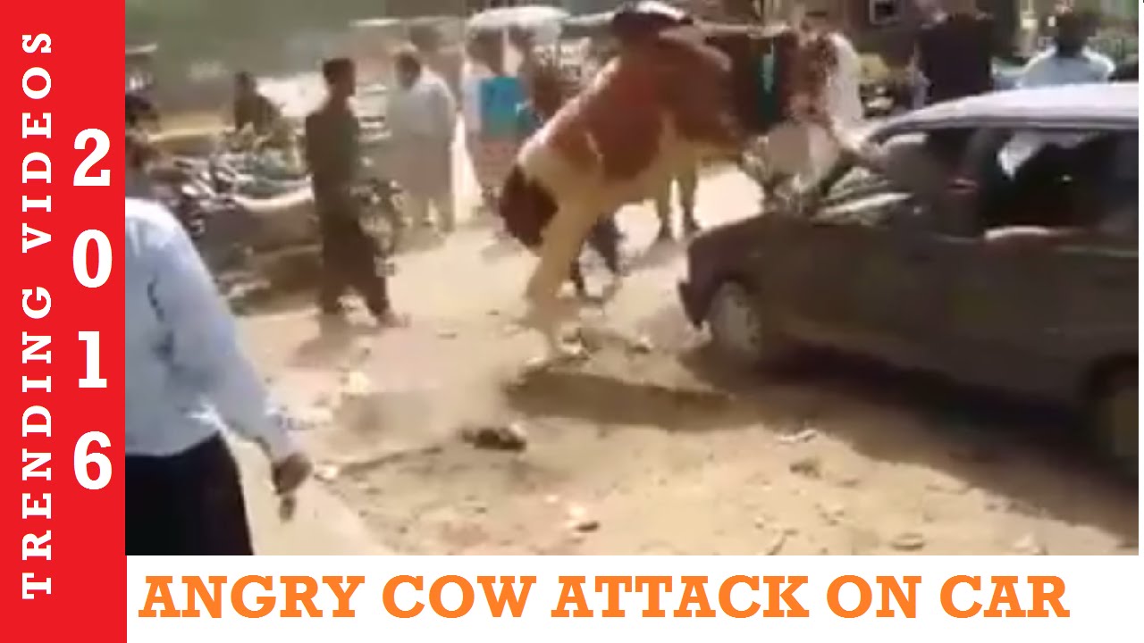Un Controlled Cow Run Away | Extremly Angry Cow Attack on Car 2016 | Qurbani Videos Pakistan