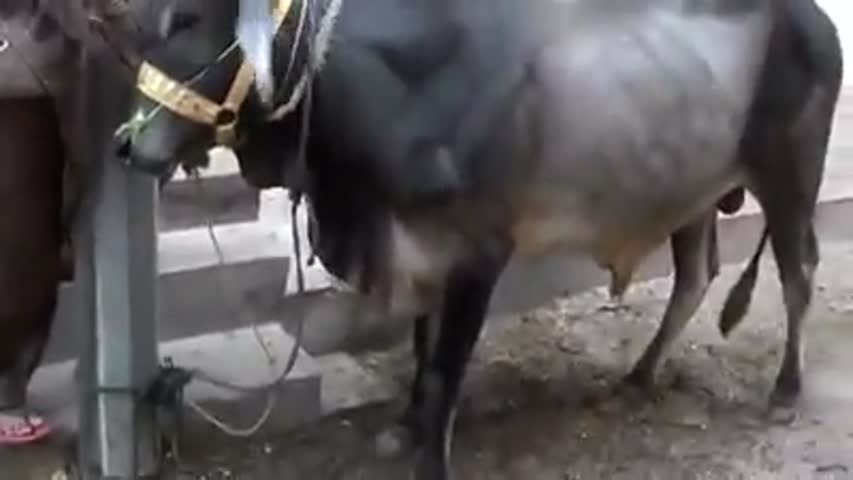 Dangerous cow ki qurbani by Umair Bhai