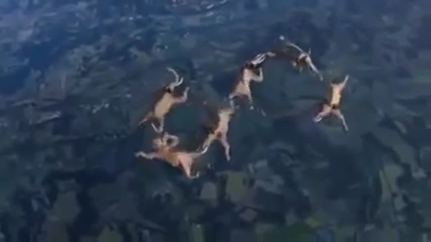 Elephants Skydive and More! Amazing! 