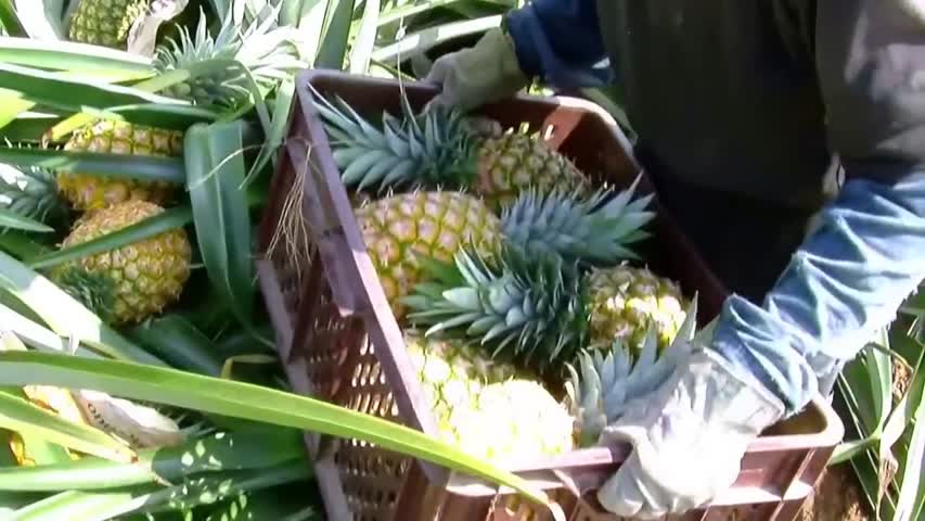 How to Grow Papaya - TvAgro By Juan Gonzalo Angel