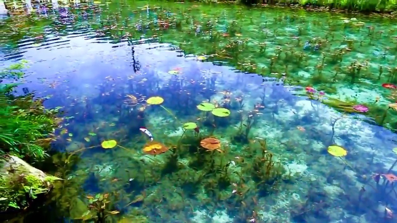 Monets Pond Seki City Japan