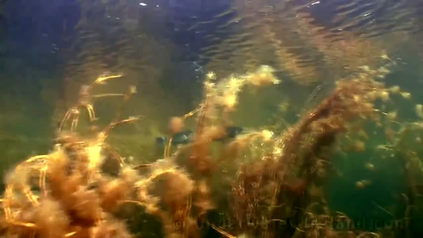 Fishing: pike attack seabass deadbait underwater. Рыбалка щука атакует. Pesca de lucio.