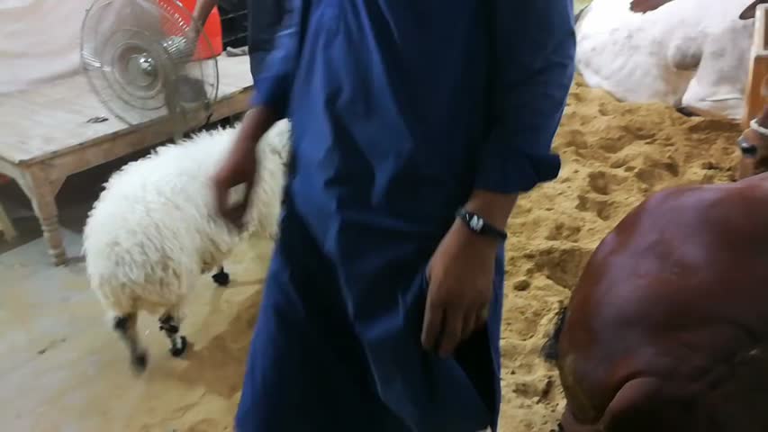 NAWABO'N KE BAKRAY AUR DUMBAY BHI ANA SHORO HOGAYE HAIN