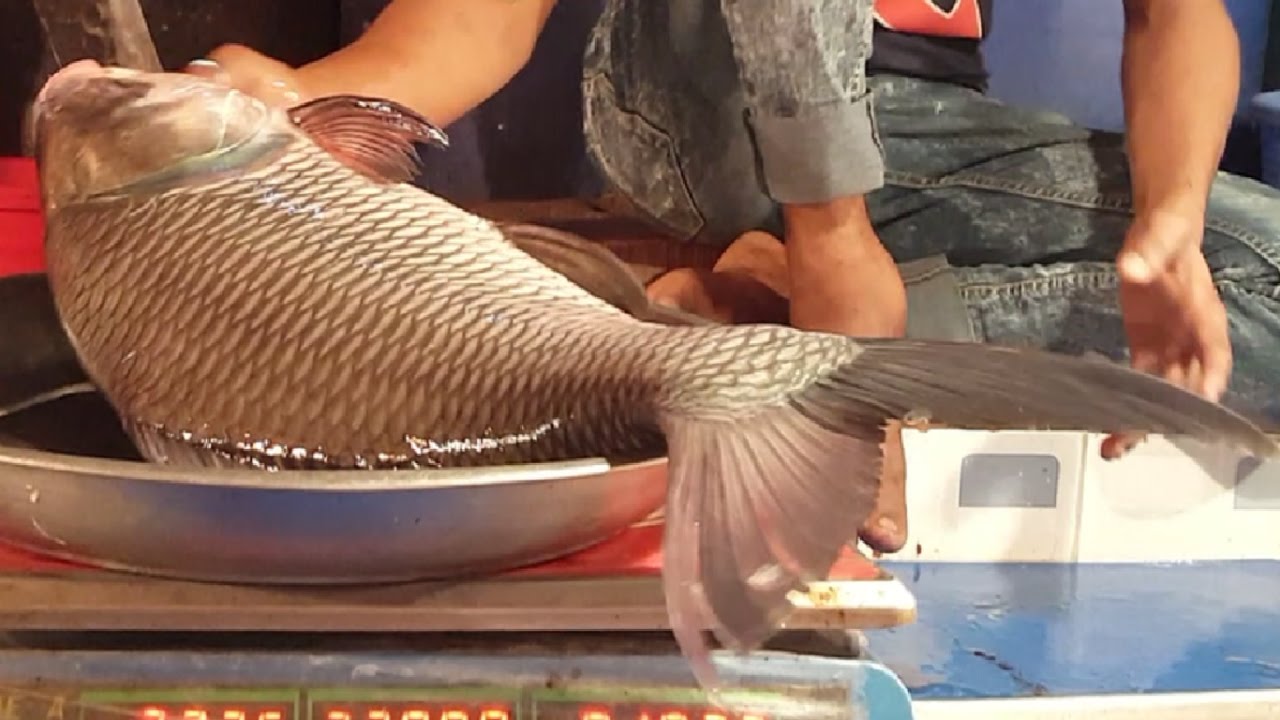Incredible Live Fish Sale Shop | Big Live Catla Fish Catch & Slice in the Fish Market