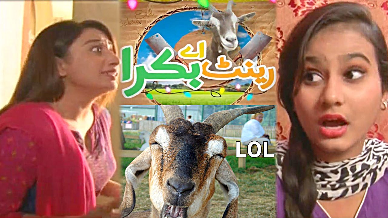 Rent A Bakra | Comedy Drama on EID | Jaag News