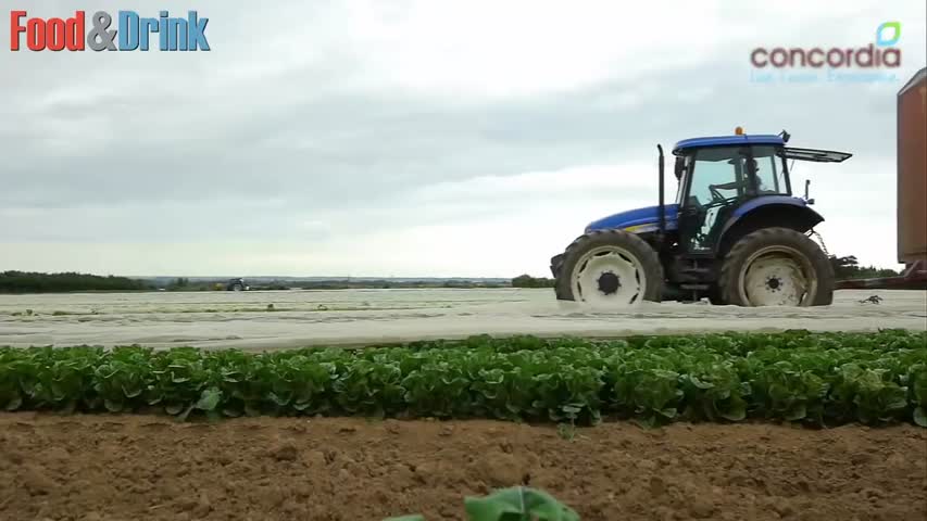 How it's made - How to harvest Strawberries