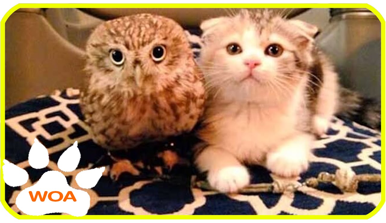 The Owl And Kitten Friendship Top Video Channel Compilation