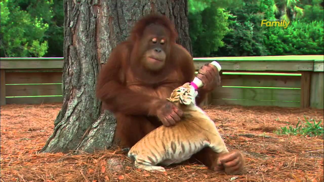 Orangutan Babysits Tiger Cubs (AnimalsMedia.com)