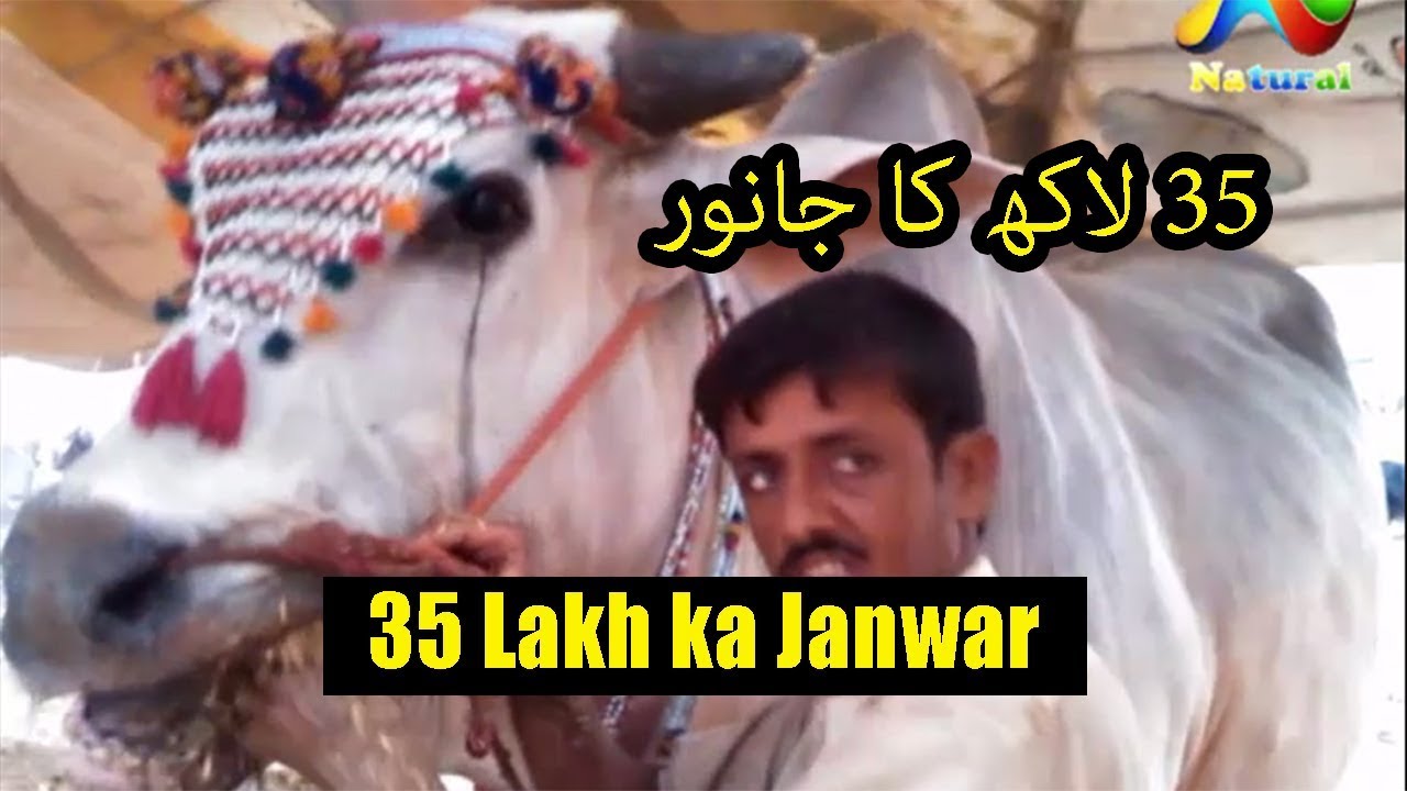 karachi Cow Mandi 2017  || 35 Lakh ka Janwar  || Eid ul Adha 2017  Part  7