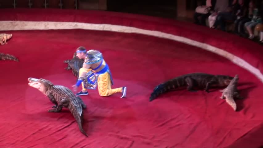 Crocodiles show. Шоу крокодилов.