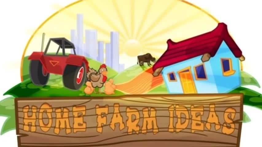 Chicken laying an egg! (CLOSE UP 2) 