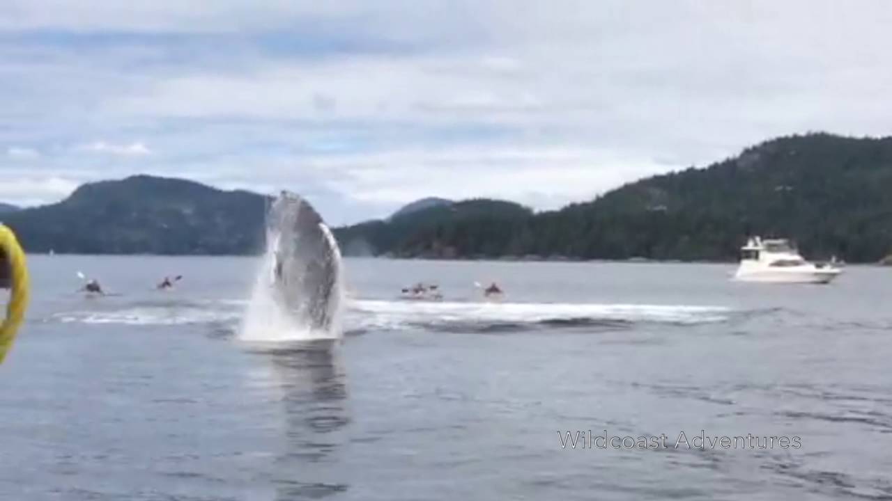 Humpback Whales Breaching Surprises Kayakers in British Columbia