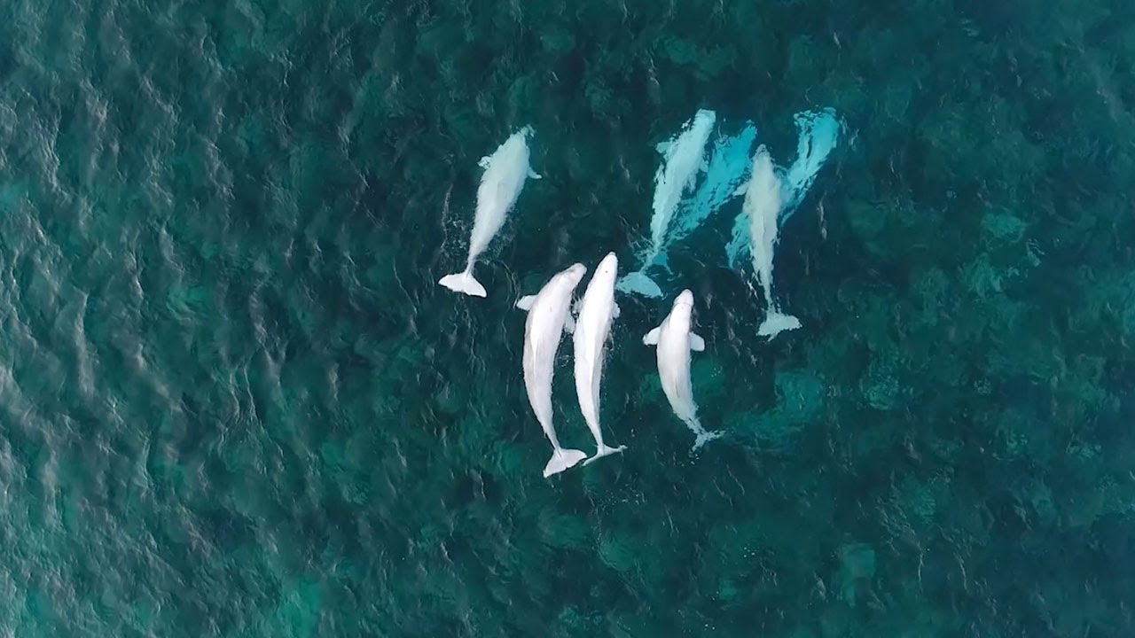 Rare Beluga Whales From Above
