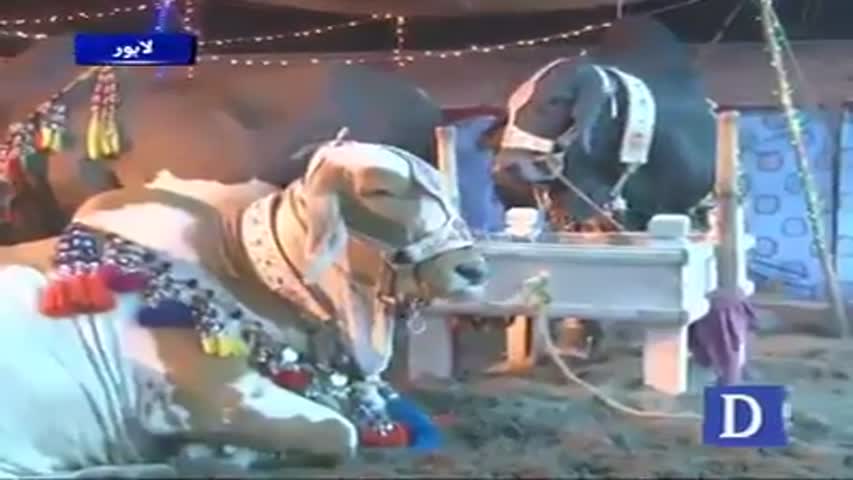 Qurbani Ka Bhi Mazaq Bana Diya Hay