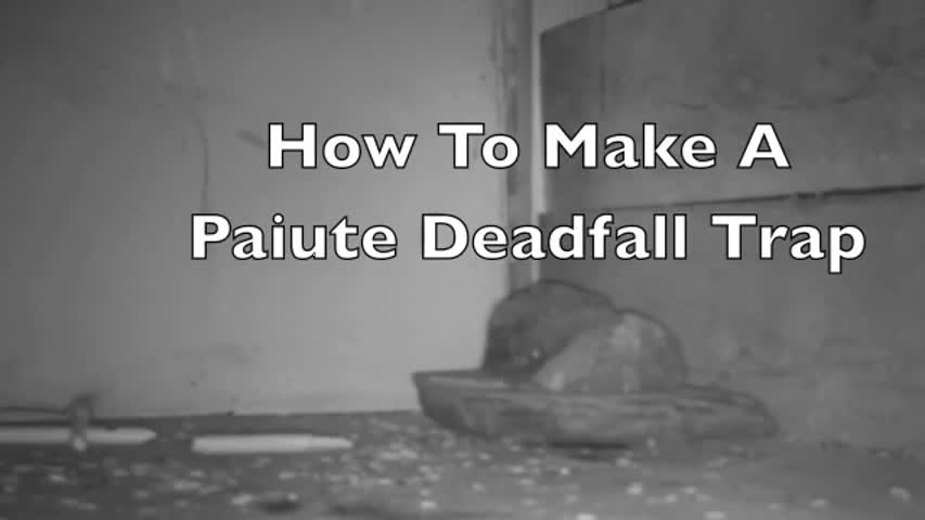 Paiute Deadfall Trap in Action! Killing Rats and Mice. Bushcraft Survival Skills.