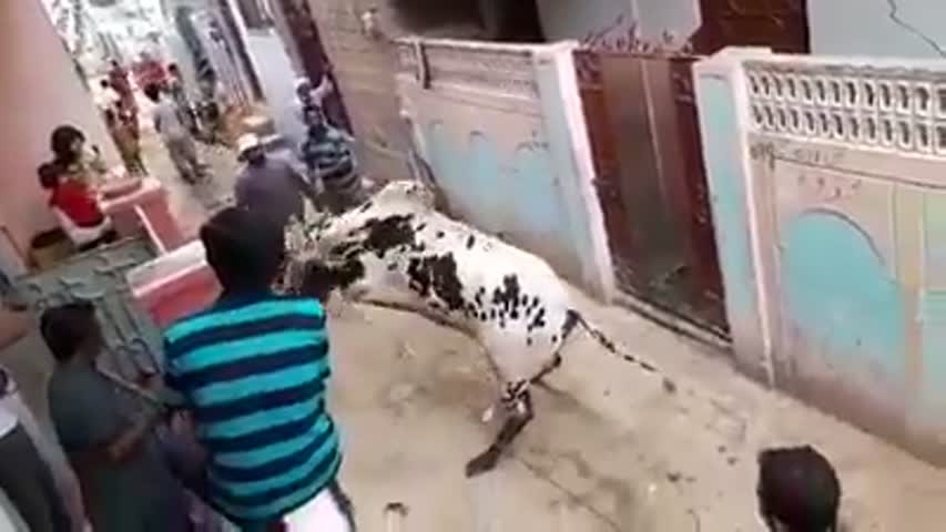 Angry Bull  Bache Ko Pata Hi Nahi Tha K Aisa Bhi Ho Sakta He ...